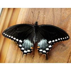 Spicebush Swallowtail troilus pupae 